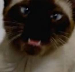 Game of Thrones cantada por um gato